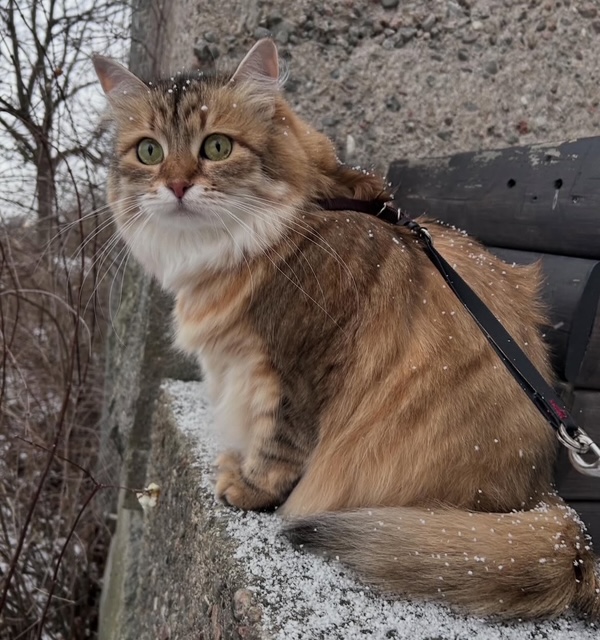 Sibirisk katt Fujita