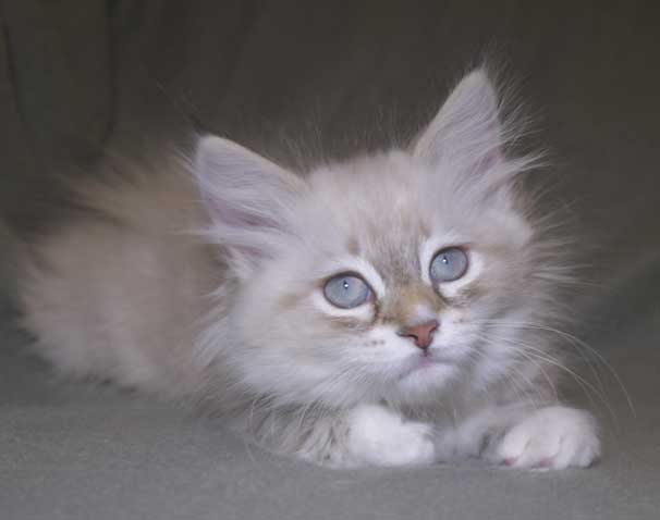 Neva Masquerade kattunge Thyone