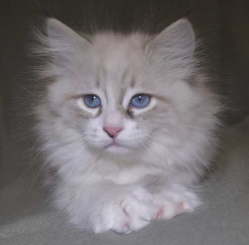 Neva Masquerade kattunge Thrymr