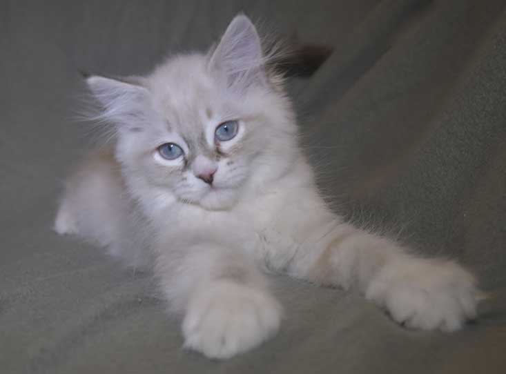 Neva Masquerade kattunge Taurus