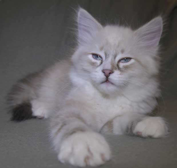 Neva Masquerade kattunge Thule