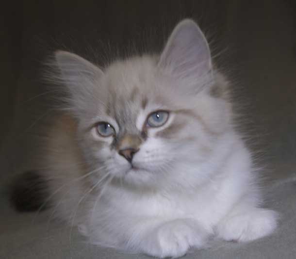 Neva Masquerade kattunge Thalia