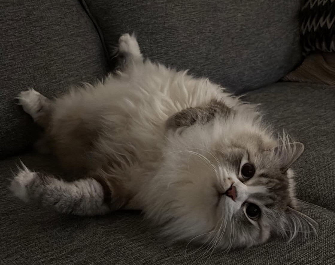 Neva Masquerade katt Darwin