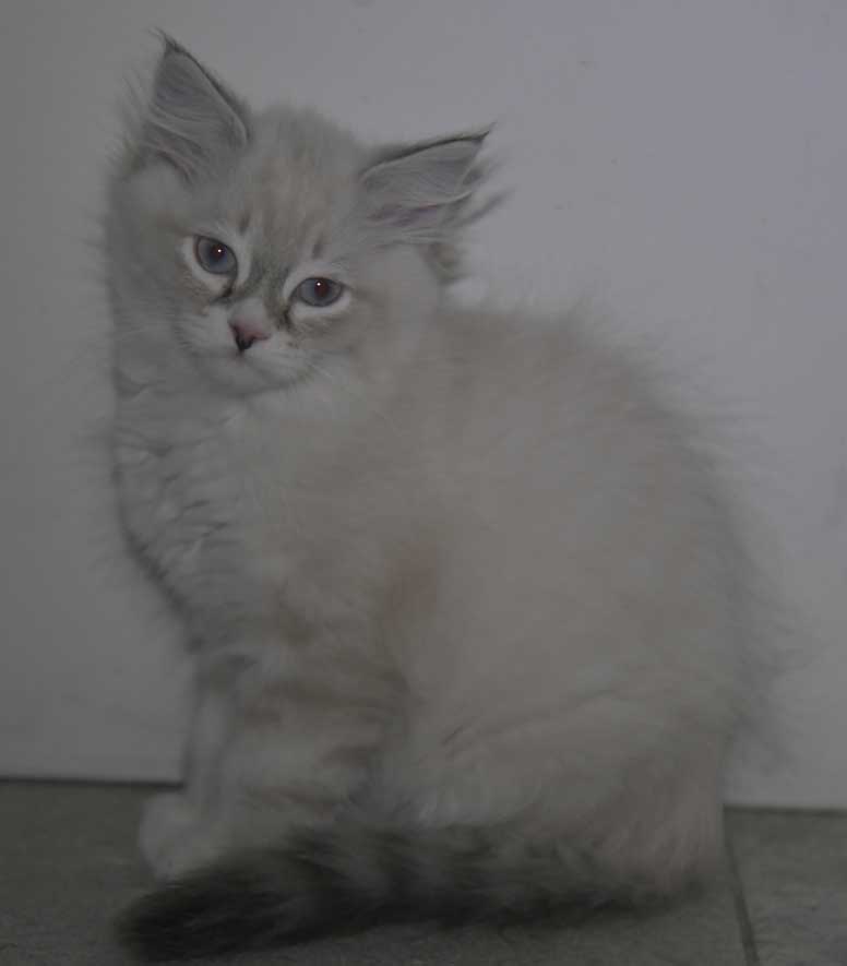 Neva Masquerade kattunge Taurus