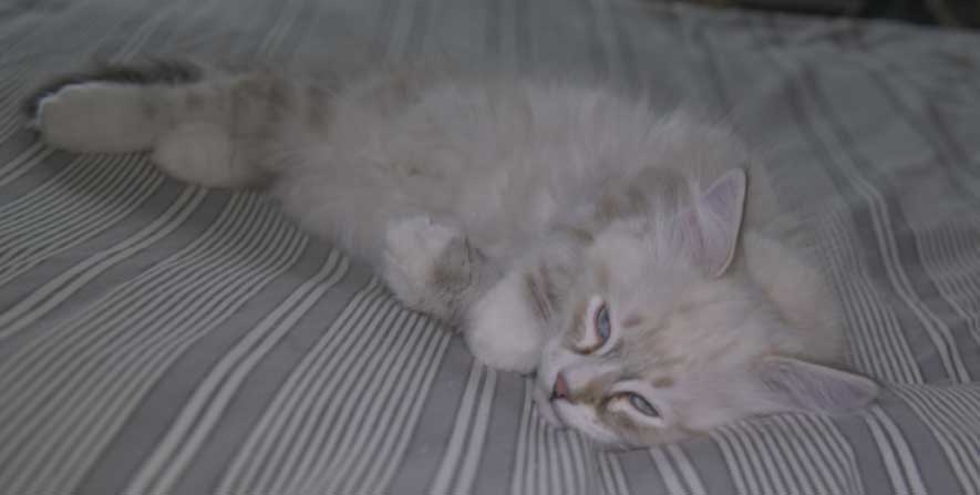 Neva Masquerade kattunge Thule