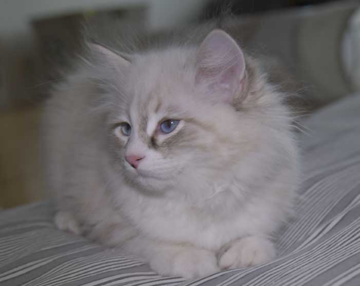 Neva Masquerade kattunge Thrymr