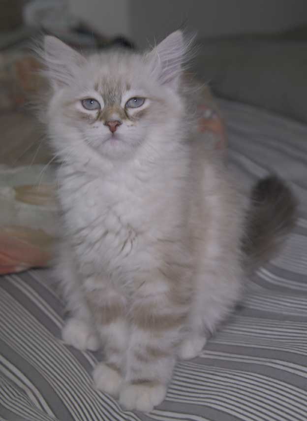 Neva Masquerade kattunge Thyone