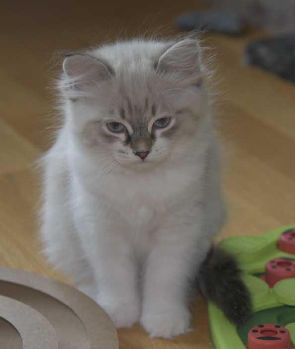 Neva Masquerade kattunge Thalia