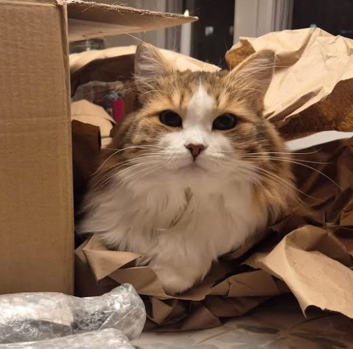 Sibirisk katt Valina