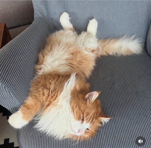 Sibirisk katt Gomes från Gg-kullen