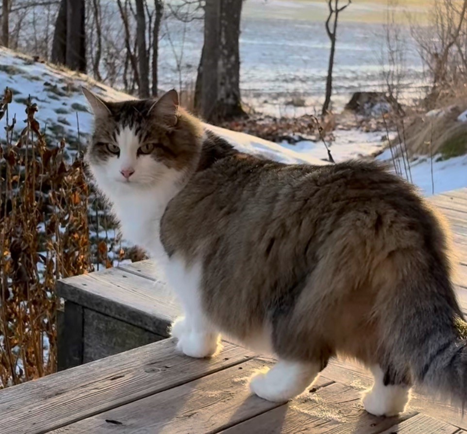 Sibirisk katt Hubble