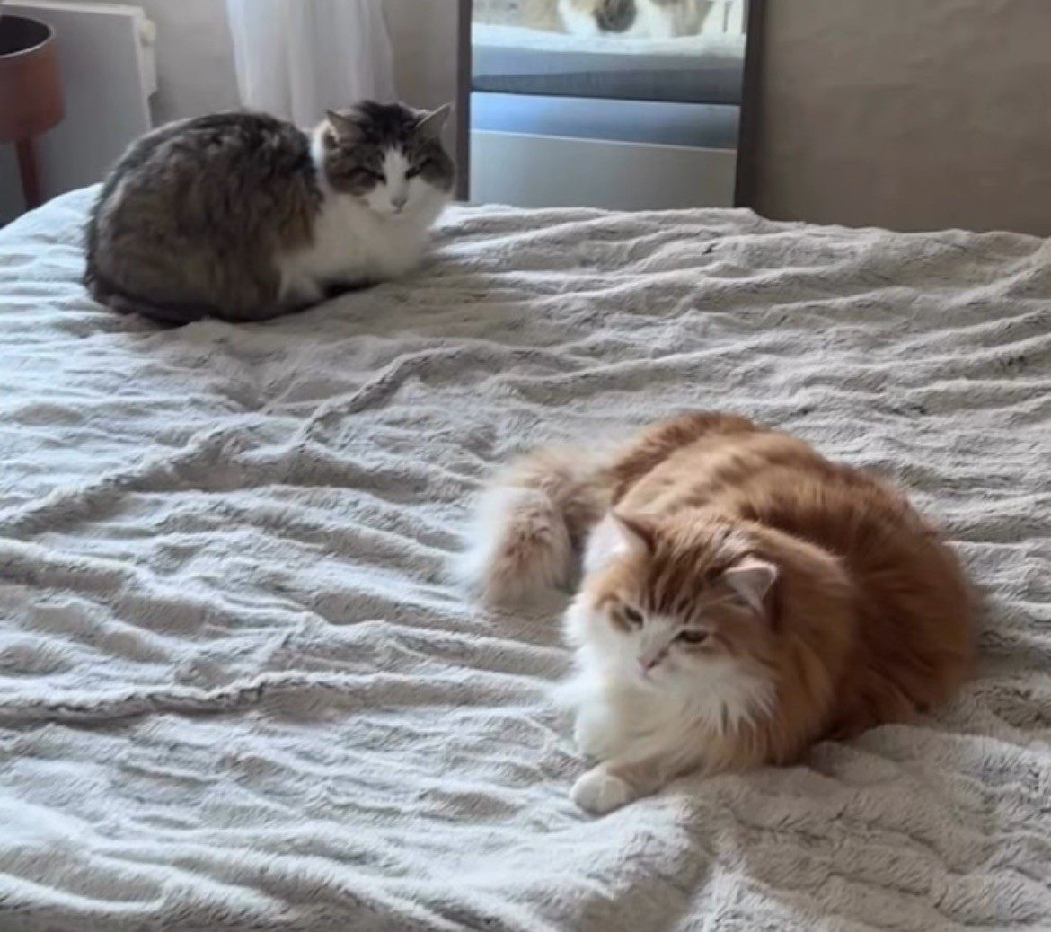 Sibirisk katt Hubble o ivan