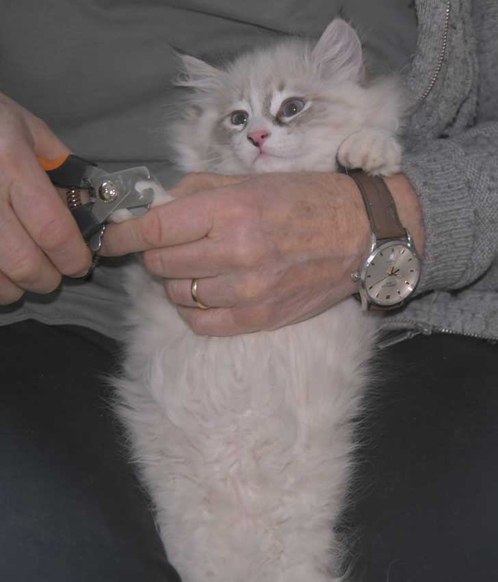 Neva Masquerade kattunge Thrymr