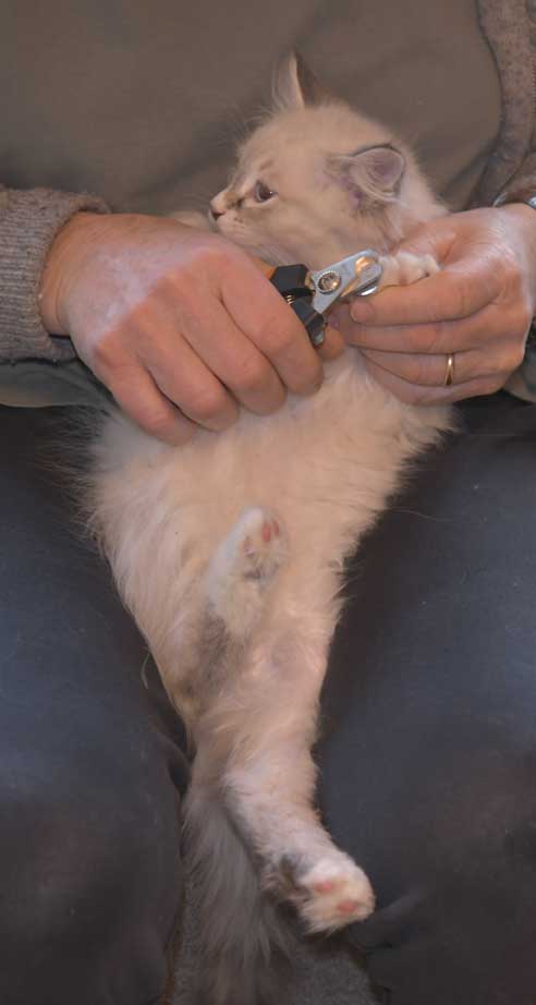 Neva Masquerade kattunge Taurus