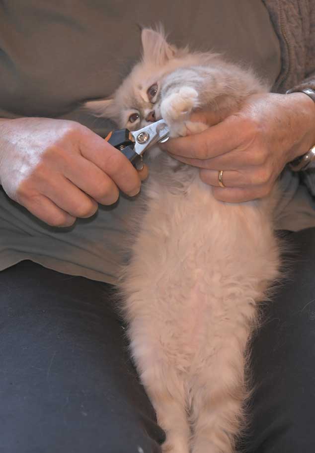 Neva Masquerade katt Thyone