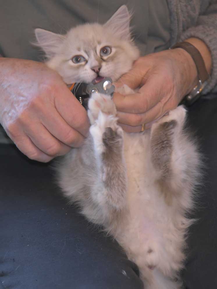 Neva Masquerade kattunge Thule