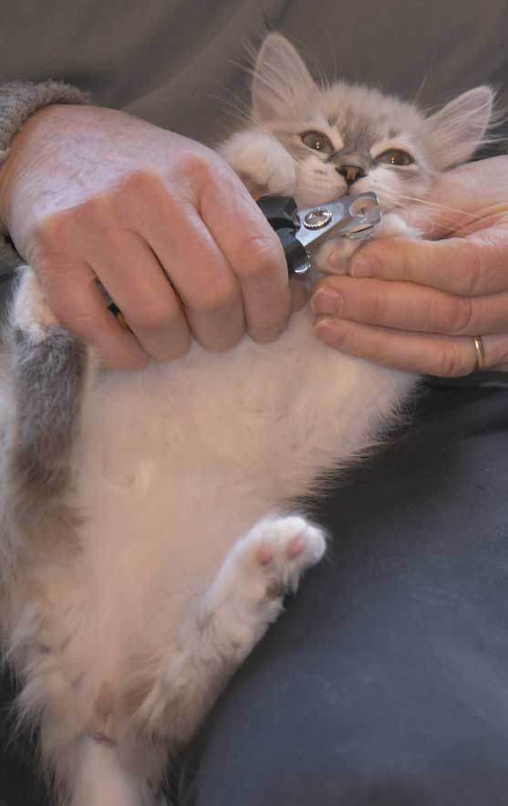 Neva Masquerade kattunge Thalia