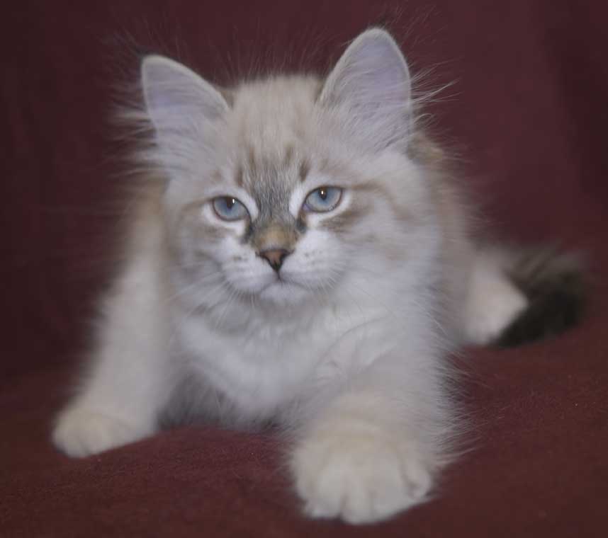 Neva Masquerade kattunge Thalia