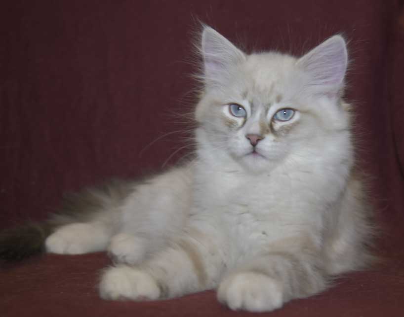 Neva Masquerade kattunge Thule