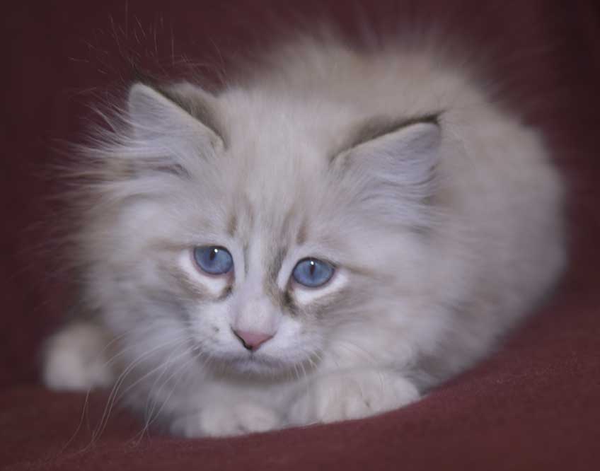 Neva Masquerade kattunge Thrymr