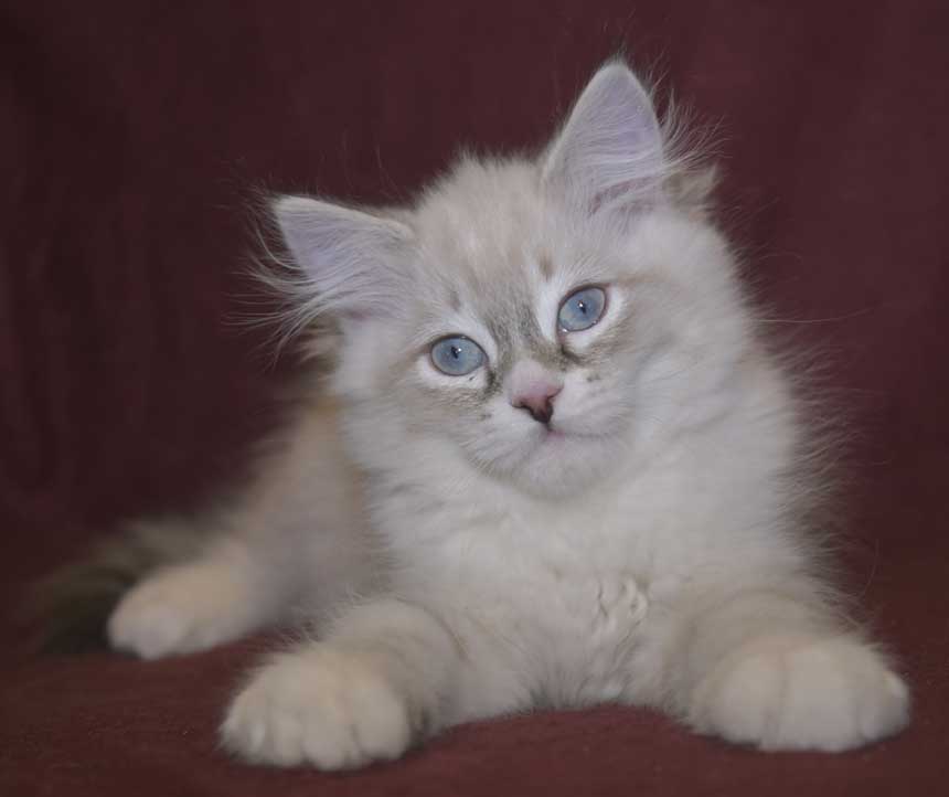 Neva Masquerade kattunge Taurus