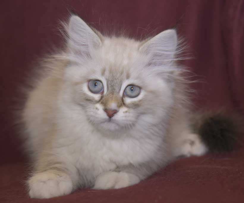 Neva Masquerade kattunge Thyone