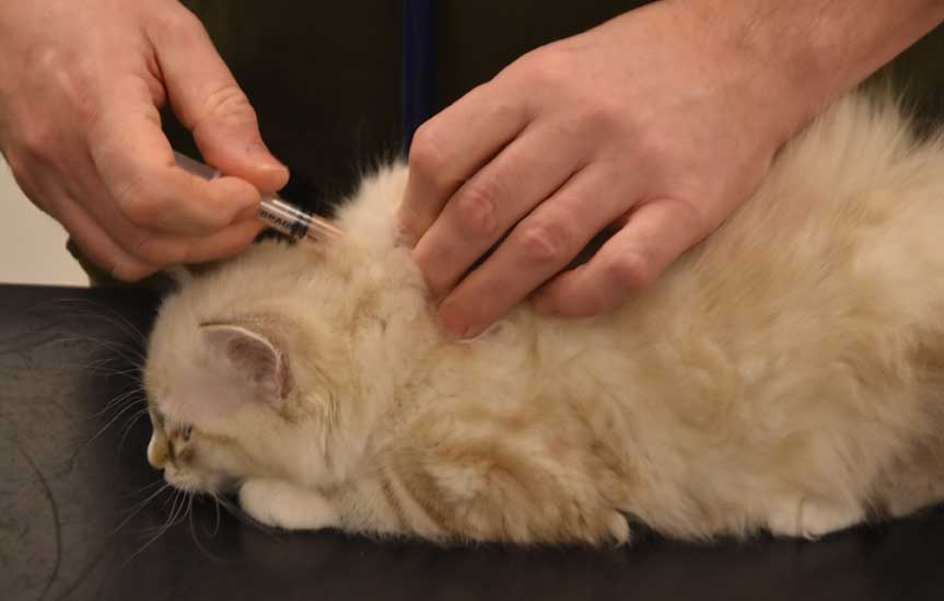 Neva Masquerade kattunge Thule