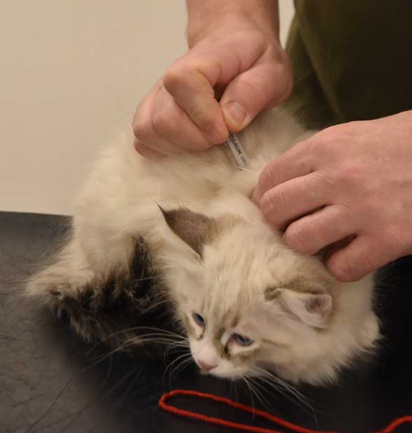 Neva Masquerade kattunge Thrymr