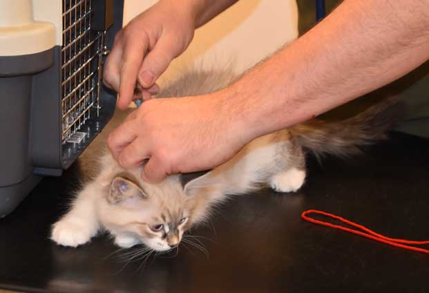 Neva Masquerade kattunge Thalia