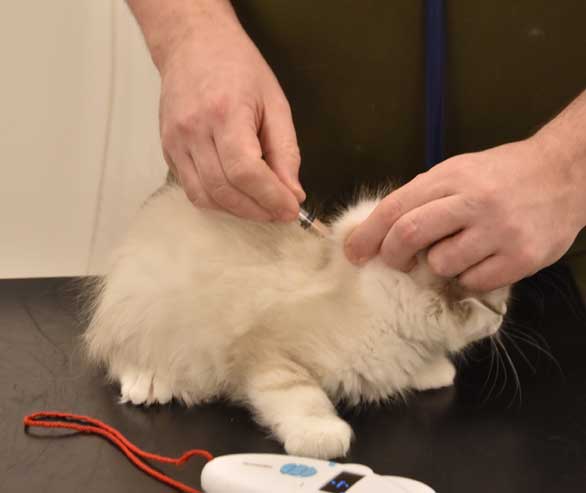 Neva Masquerade kattunge Taurus