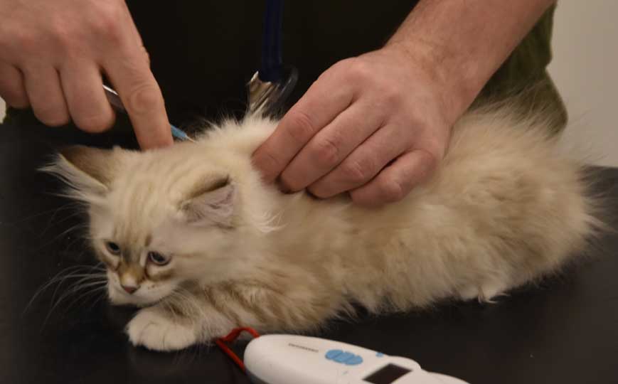 Neva Masquerade kattunge Thyone