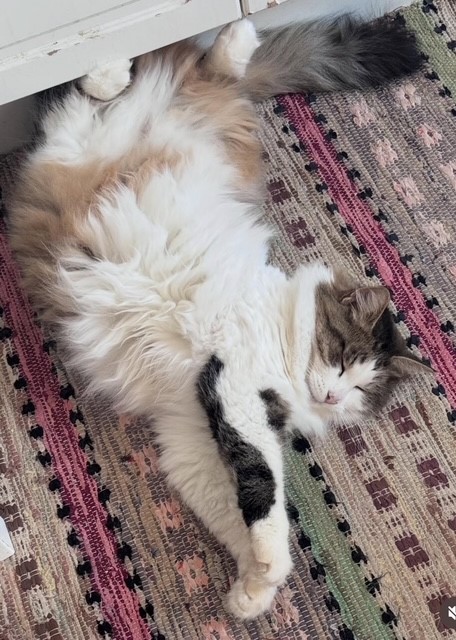 Sibirisk katt Hubble