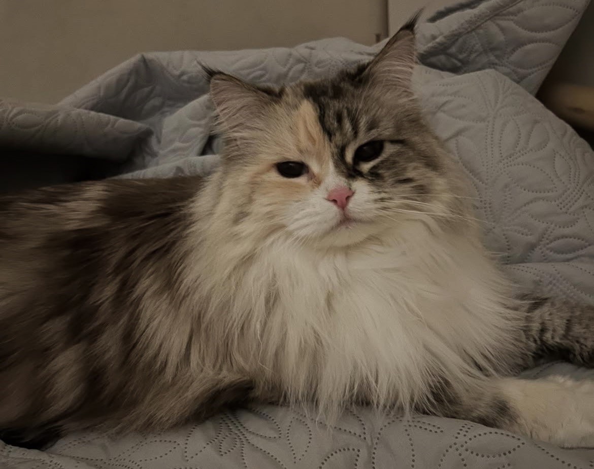 Neva Masquerade Frieda