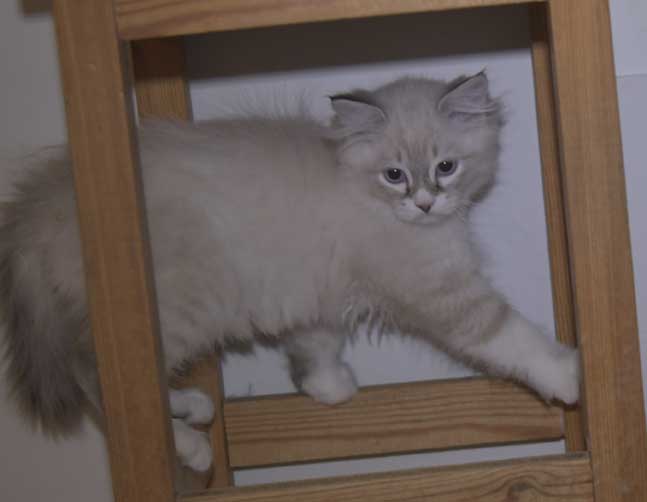 Neva Masquerade kattunge Taurus