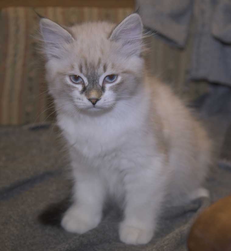 Neva Masquerade kattunge Thalia