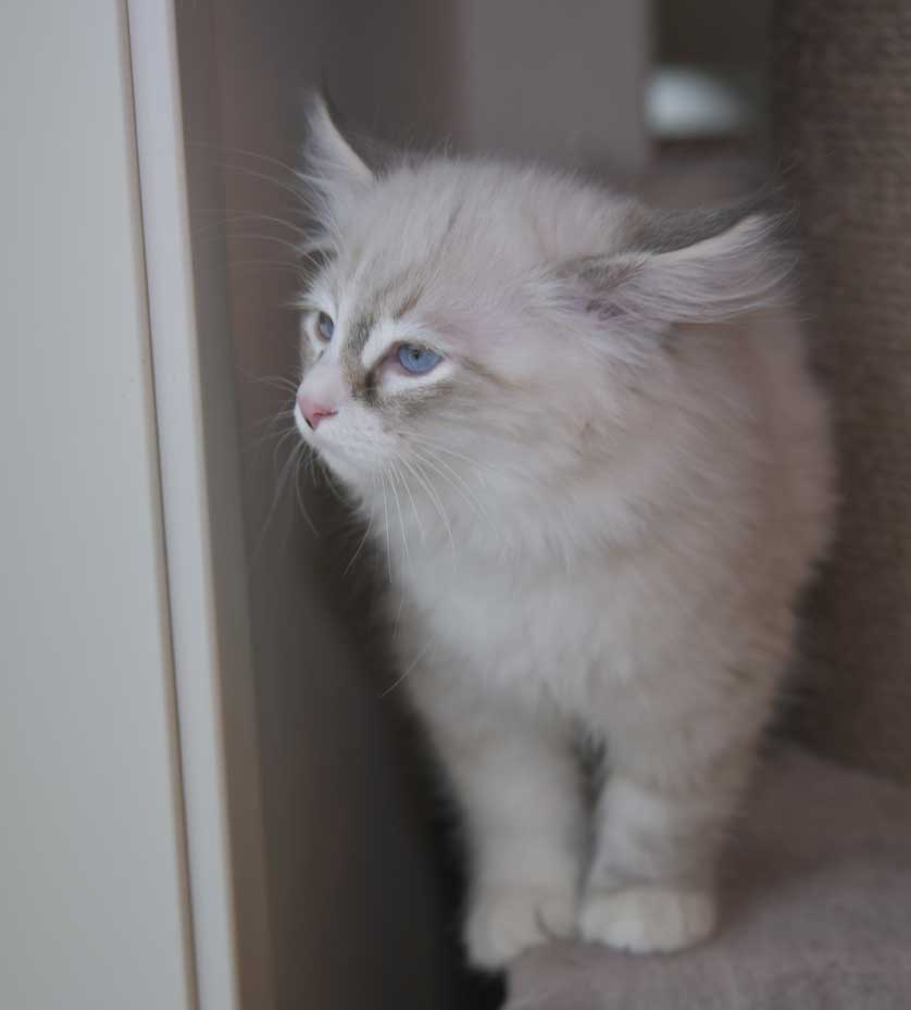 Neva Masquerade kattunge Yhrymr