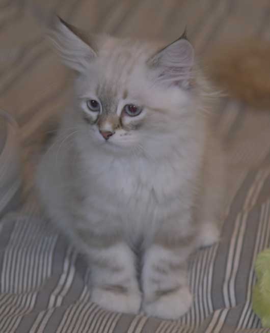 Neva Masquerade kattunge Thyone