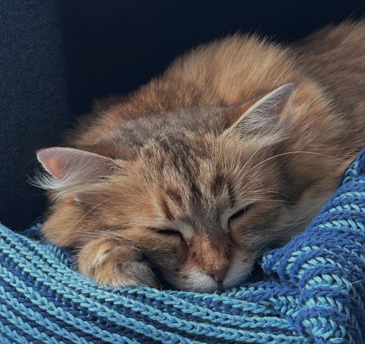 Sibirisk katt Fujita