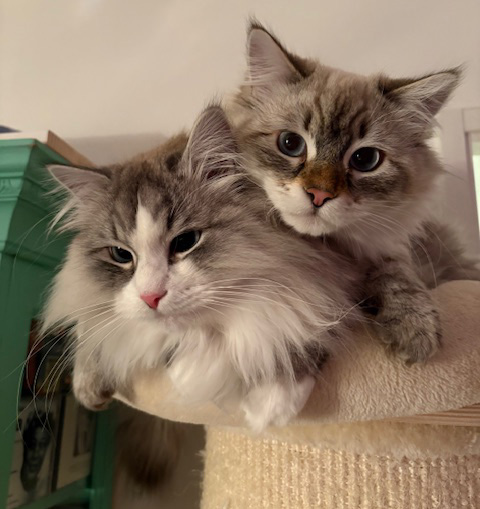 Neva Masquerade Halleys o Ricci