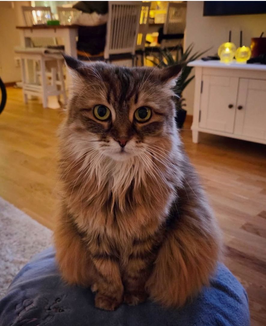 Sibirisk katt Orinda