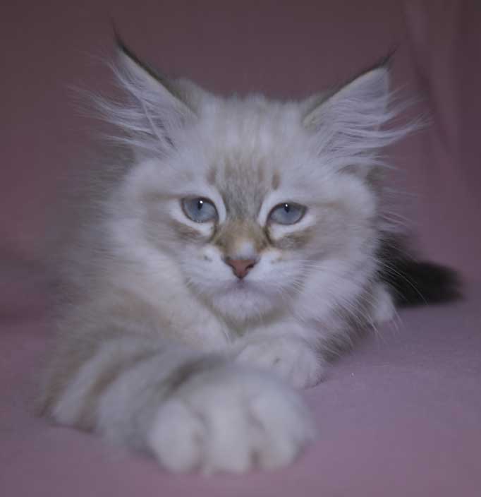 Neva Masquerade kattunge Thyone