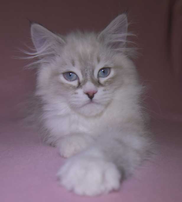 Neva Masquerade kattunge Taurus