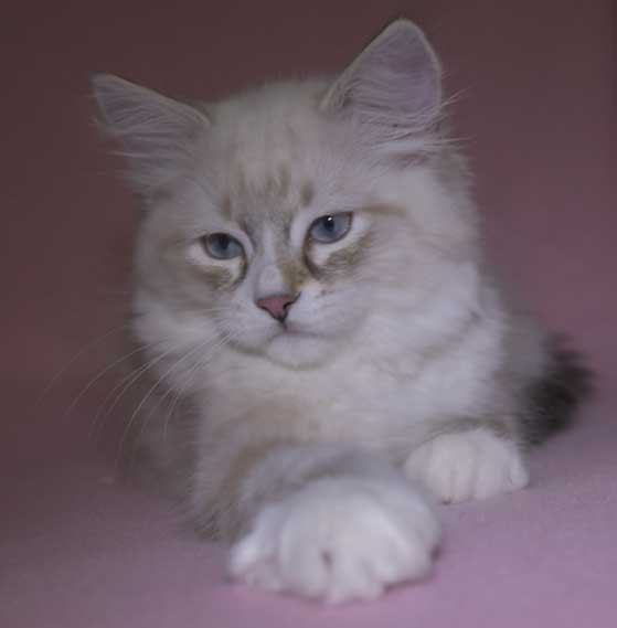 Neva Masquerade kattunge Thule