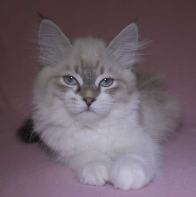 Neva Masquerade kattunge Thalia