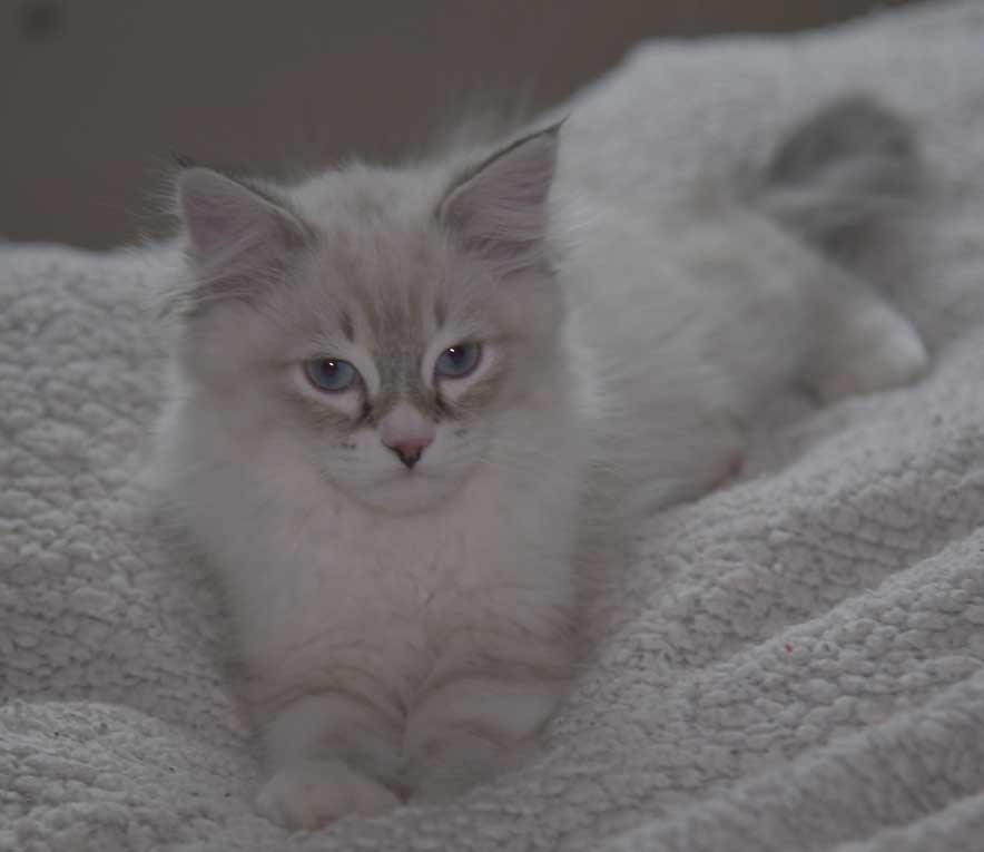 Neva Masquerade kattunge Taurus