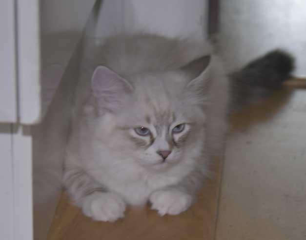 Neva Masquerade kattunge Thule