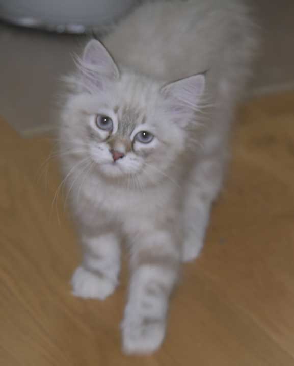 Neva Masquerade kattunge Thyone