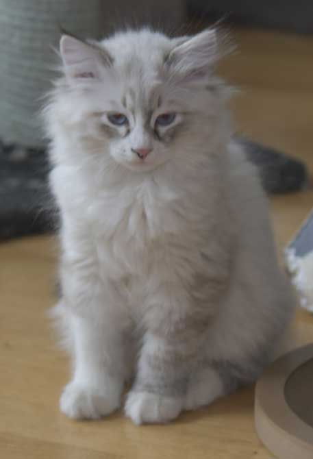 Neva Masquerade kattunge Thrymr