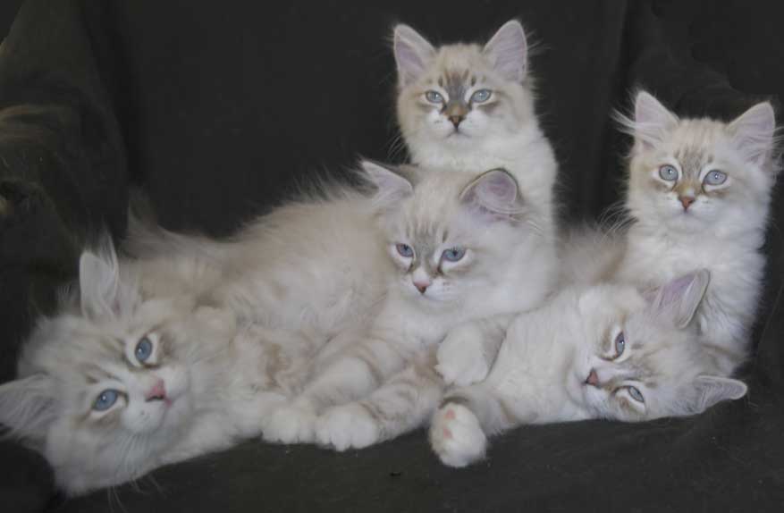 Neva Masquerade kattungar T3-kullen