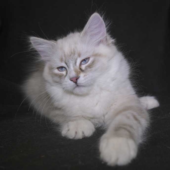 Neva Masquerade kattunge Thule